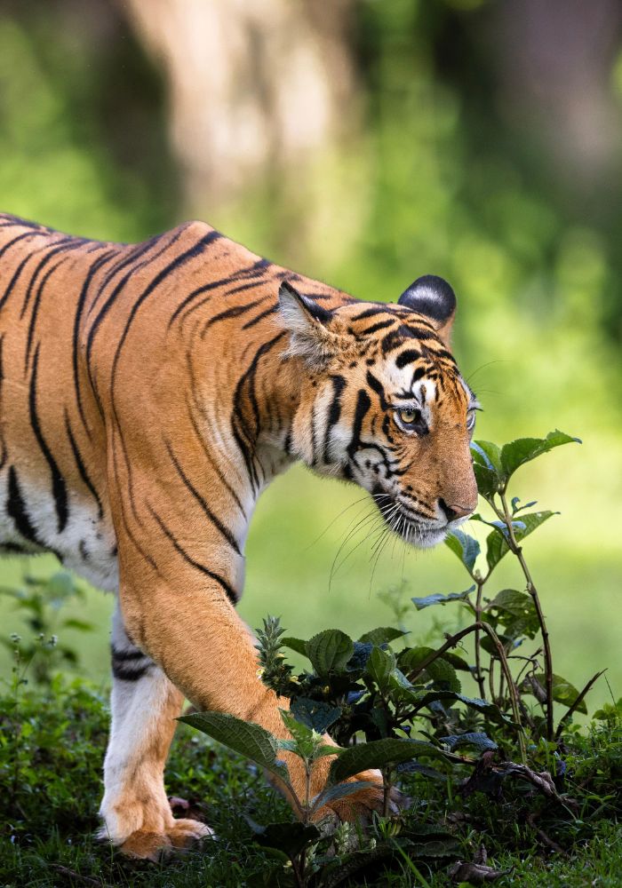images/new-deal/Uttarakhand Tour Package 7 Nights 8 Days.jpg